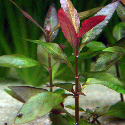 Alternanthera reineckii unspecified picture