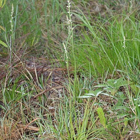 Aletris spicata unspecified picture