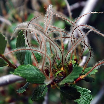 Cercocarpus unspecified picture