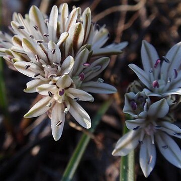 Allium obtusum unspecified picture