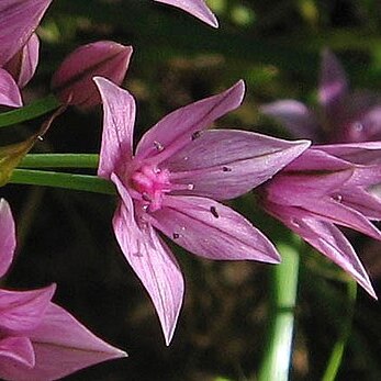 Allium praecox unspecified picture