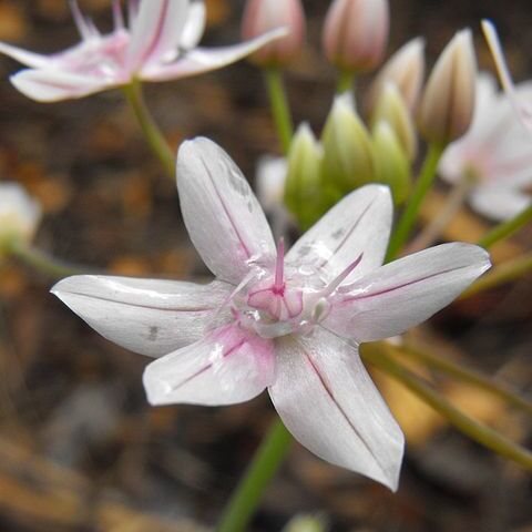 Allium hyalinum unspecified picture