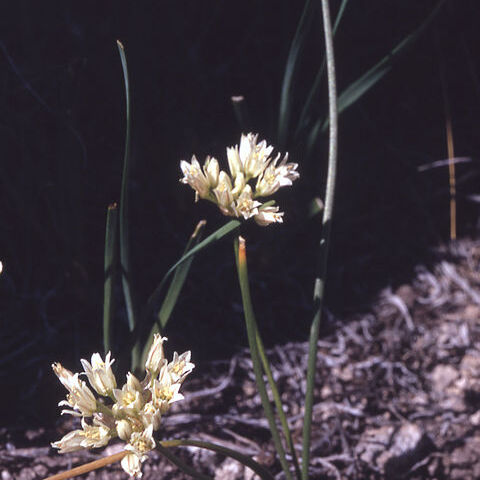 Allium textile unspecified picture