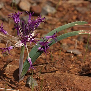 Allium falcifolium unspecified picture