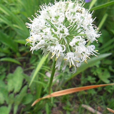 Allium fasciculatum unspecified picture