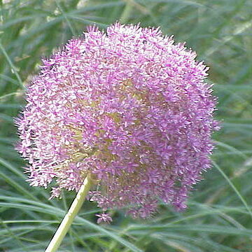 Allium giganteum unspecified picture