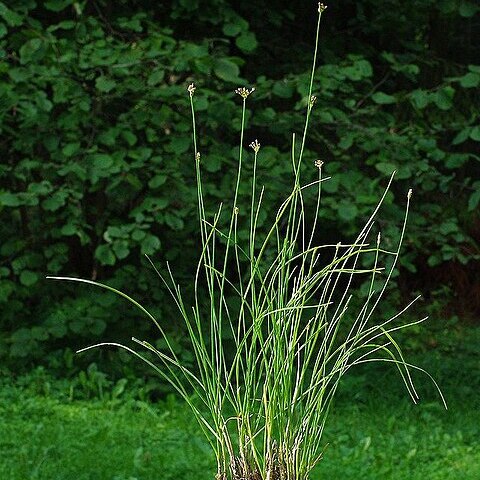 Allium gunibicum unspecified picture