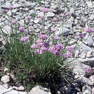 Allium geyeri unspecified picture