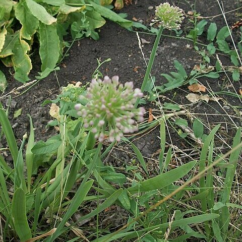 Allium nutans unspecified picture