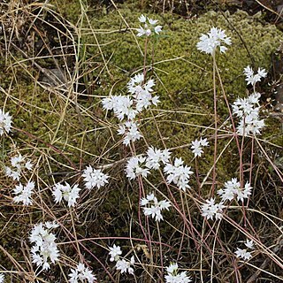 Allium amplectens unspecified picture