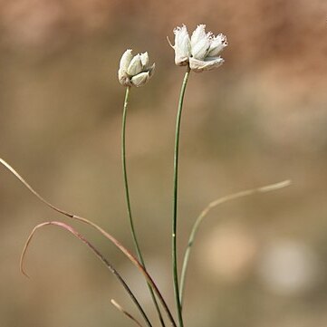 Allium armerioides unspecified picture