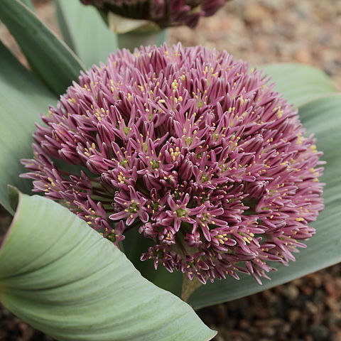 Allium akaka unspecified picture