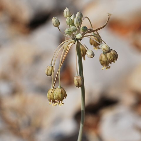 Allium hermoneum unspecified picture