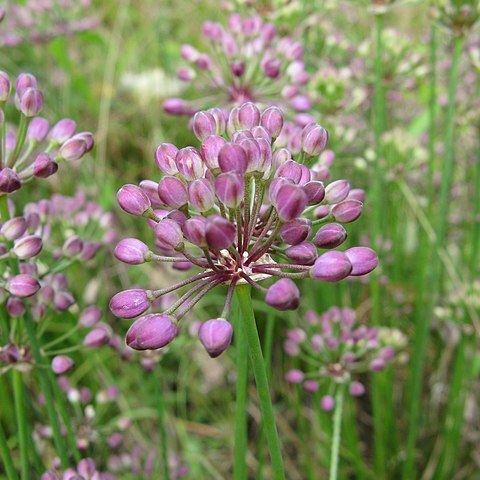 Allium thunbergii unspecified picture