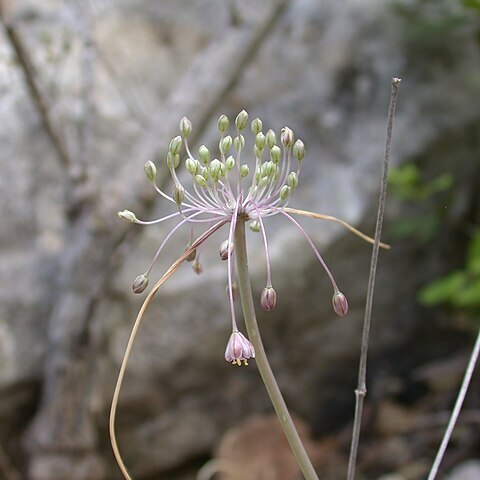 Allium stamineum unspecified picture