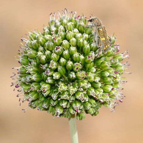 Allium dictyoprasum unspecified picture