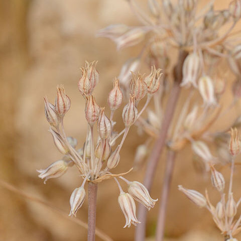 Allium desertorum unspecified picture