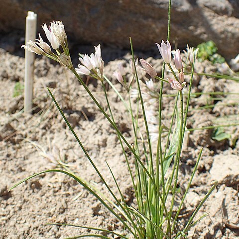 Allium mairei unspecified picture