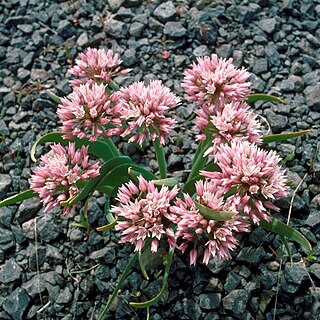 Allium macrum unspecified picture