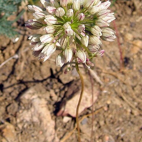 Allium munzii unspecified picture