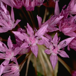 Allium lemmonii unspecified picture