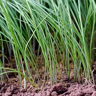 Allium monanthum unspecified picture