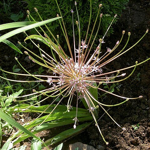 Allium schubertii unspecified picture