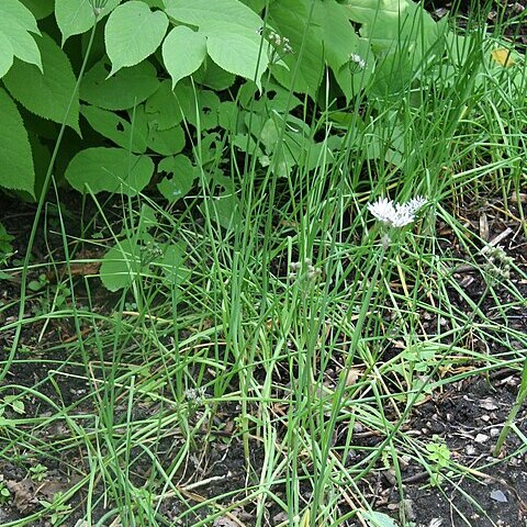 Allium ramosum unspecified picture