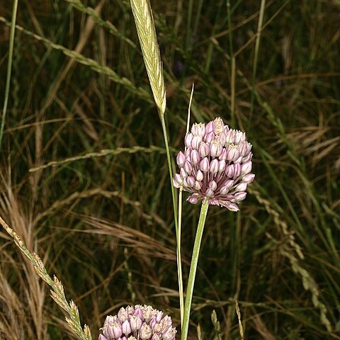 Allium synnotia unspecified picture