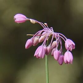 Allium sivasicum unspecified picture