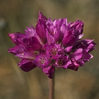 Allium serra unspecified picture