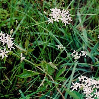 Allium speculae unspecified picture