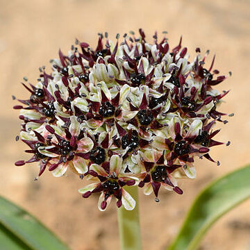 Allium rothii unspecified picture