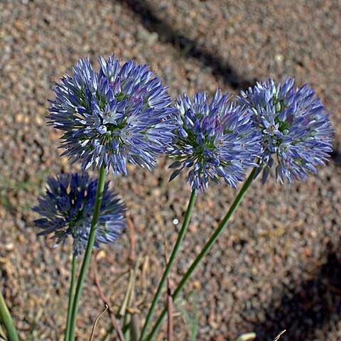 Allium caesium unspecified picture