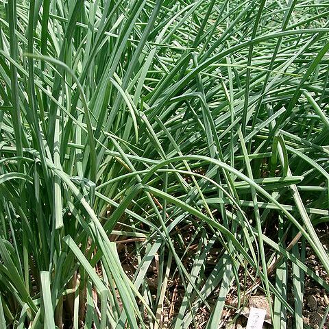 Allium splendens unspecified picture