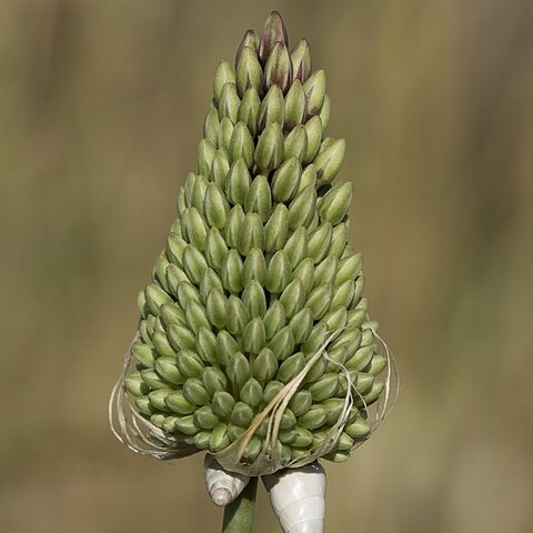 Allium curtum unspecified picture