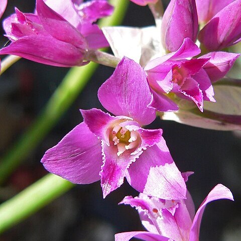 Allium crispum unspecified picture