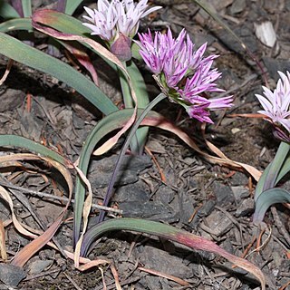 Allium crenulatum unspecified picture