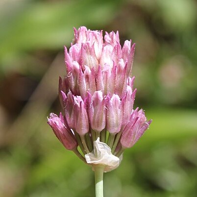 Allium jubatum unspecified picture