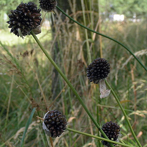 Allium unspecified picture