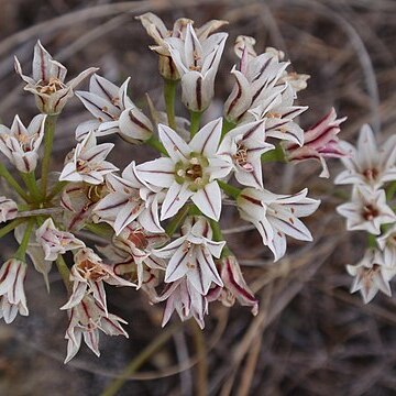 Allium lacunosum unspecified picture