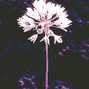 Allium jepsonii unspecified picture