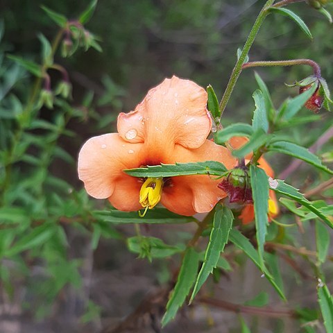 Alonsoa acutifolia unspecified picture