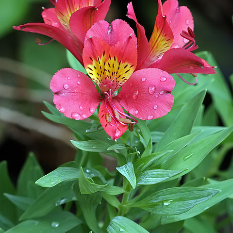 Alstroemeriaceae unspecified picture