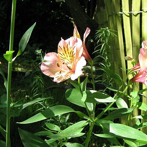 Alstroemeria unspecified picture