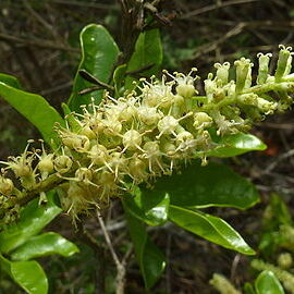 Alseis floribunda unspecified picture