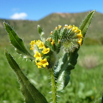 Amsinckia calycina unspecified picture