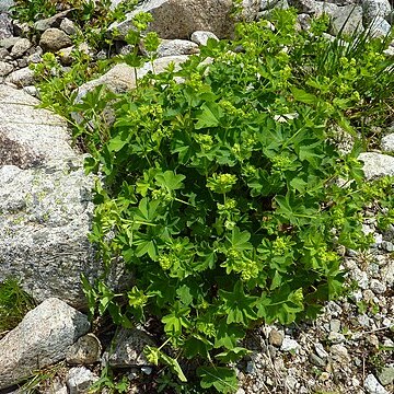 Alchemilla hirtipedicellata unspecified picture