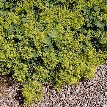 Alchemilla epipsila unspecified picture