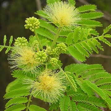 Albizia amara unspecified picture